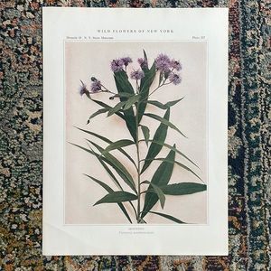 Antique Botanical Plant Print Original over 100 years old Vintage Home